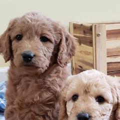Double Doodles, Labradoodles, and Poodles from Cedar Hill Labradoodles