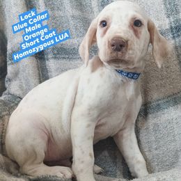 Lock (Blue Collar) Homozygous LUA - White and orange male Dalmatian puppy in Raymondville, Missouri from Wagner's Dalmatian's