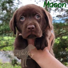 Mason - green collar - Chocolate Labrador Retriever puppy in Huntingdon, Pennsylvania from Stone Valley Labrador Retrievers