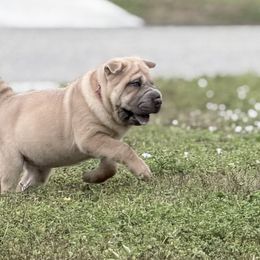 Fancy - Blue sable female Chinese Shar-Pei puppy in Lehigh Acres, Florida from Florida Wrinkles