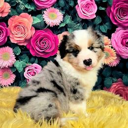 Douglas Fir (Dougie) - Blue merle male Australian Shepherd puppy in Waddell, Arizona from Whimsical Aussies