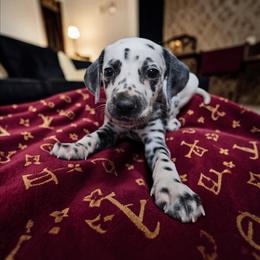 Luisa - White and black female Dalmatian puppy in Adkins, Texas from Rock'N'Spark Dalmatians