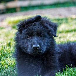 Brown Collar - Black male German Shepherd puppy in Howell, Michigan from Sheyenne’s Shepherds
