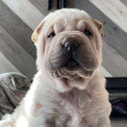 Chinese Shar-Pei from Austin’s Wrinkle N Time Pei