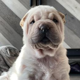 Chinese Shar-Pei from Austin’s Wrinkle N Time Pei