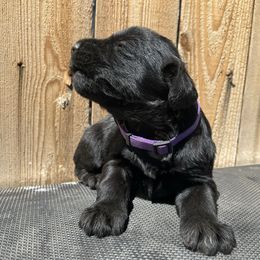 Muffin - Black female Giant Schnauzer puppy in Tabernash, Colorado from Schnauzer Paw Homestead