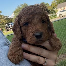 Blue Collar - Red  male Goldendoodle puppy in Winchester, Tennessee from Mahaffey’s Doodles
