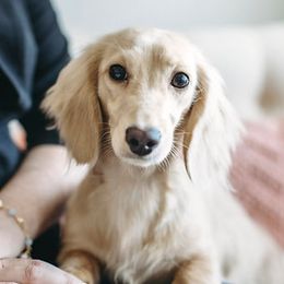 Betty - Dachshund