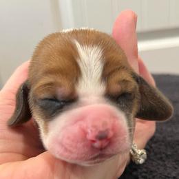 Twizzler - Brown black and white female Basset Hound puppy in Kingsport, Tennessee from Bear’s Bassets
