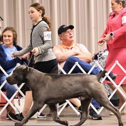 Rhinox - Cane Corso