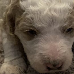 Girl 5 - Poodle puppy in Sherman, Texas from Ruth’s Poodles