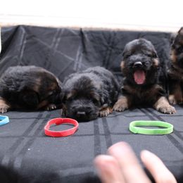 German Shepherd Puppies from Rodney Aguirre