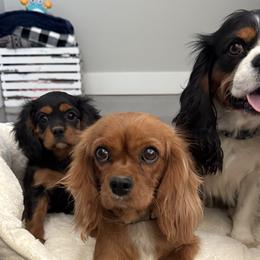 Beagles and Cavalier King Charles Spaniels from Kuehlers Kavaliers