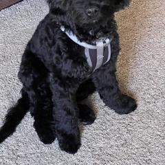 Springerdoodle All Grown Up from Evalina Miller's Spaniels
