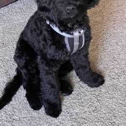 Springerdoodle All Grown Up from Evalina Miller's Spaniels