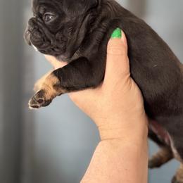 Black and Tan Pink Collar - Tricolors female French Bulldog puppy in Harmony, North Carolina from Schuster Haus