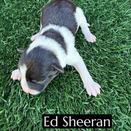 Ed Sheeran - Black and white male Aussiedoodle puppy in Bakersfield, California from Annie's Aussies
