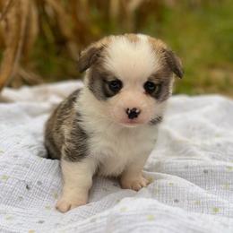 Patriot - Red male Pembroke Welsh Corgi puppy in Hope, Arkansas from Foxy Knoll Farm