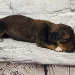 Leo - Red male Dachshund puppy in Anaconda, Montana from Williams Family Dachshunds
