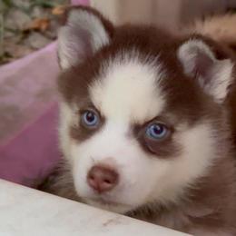Vixen - Red and white female Pomsky puppy in Spring Hill, Florida from PDQ Pomskies