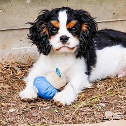 Cavalier King Charles Spaniel All Grown Up from MagPie Cavaliers