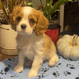 Walter White - Blenheim male Cavalier King Charles Spaniel puppy in Puyallup, Washington from Foster Cavaliers