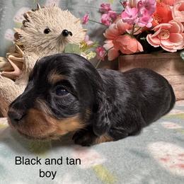 Black and tan boy - Black and tan male Dachshund puppy in Alice, Texas from Crimson’s longhair Dachshunds