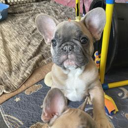 French Bulldog Puppies from Queenbeebullies