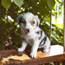 Journey Milligan - Blue merle male Australian Shepherd puppy in Statesville, North Carolina from Charming Australian Shepherds