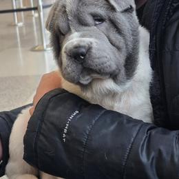 Chinese Shar-Pei Puppies from DCSHARPEI