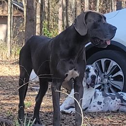Barkley - Great Dane