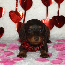 Whiskey - Chocolate and tan male Dachshund puppy in Corbin, Kentucky from White River Valley Kennel
