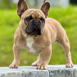 Blaze - French Bulldog