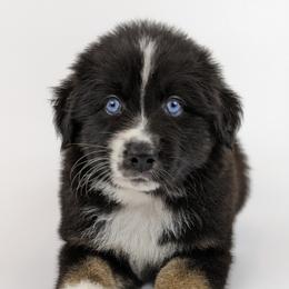 Australian Shepherd Puppies from MilkyWay Aussies with Tails