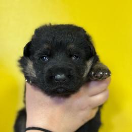 Bruce - Black and red male German Shepherd puppy in Warwick, Rhode Island from Karma Kennels