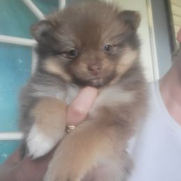 Pomeranian Puppies from Mother of Poms