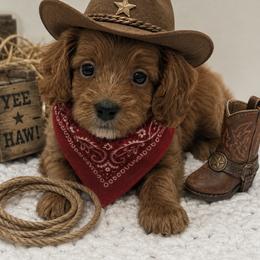 Red bow - Red male Cavapoo puppy in Waskom, Texas from Pearls & Curls doodles & poodles