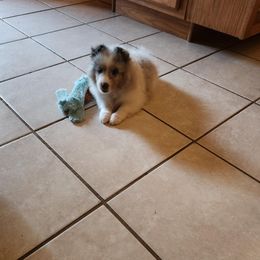 Shetland Sheepdog Puppies from Ambrozia Kennels