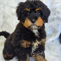 Indie - Tri-color female Bernedoodle puppy in Cleveland, Georgia from Jam's Doodles And Poodles