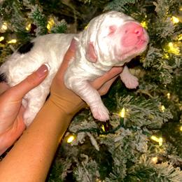 Noelle - Black and white female Sheepadoodle puppy in Tennessee, Illinois from The Artman Family