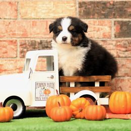 Knit - Black tri-color male Australian Shepherd puppy in Crosby, Texas from Monarch Australian Shepherds