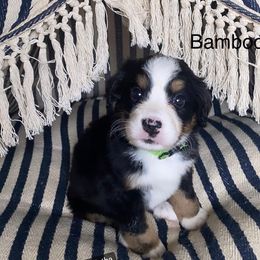Bernese Mountain Dog Puppies from Blue Ridge Bernese