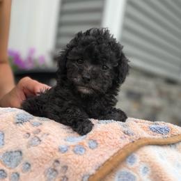 Tiny Lucy - Silver female Poodle puppy in Kalamazoo, Michigan from Creekside Ranch