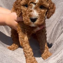 Clark - Red male Cavapoo puppy in Council Bluffs, Iowa from The Doodle Den