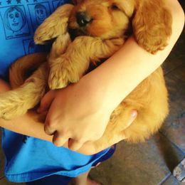 Goldendoodle Puppies from Abidoodles