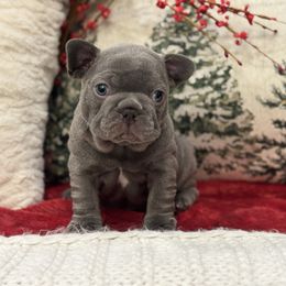 Comet - Blue male French Bulldog puppy in Santa Rosa, California from Ingram Ranch Frenchies