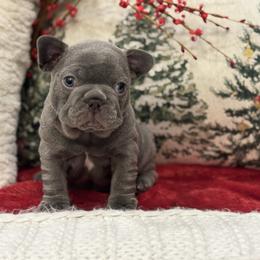 Comet - Blue male French Bulldog puppy in Santa Rosa, California from Ingram Ranch Frenchies