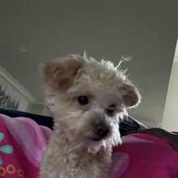 Benji - Maltipoo