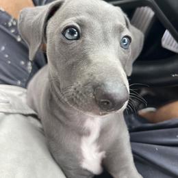 Argento - Blue fawn male Italian Greyhound puppy in Brooksville, Florida from Fisher Link