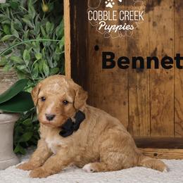 Bennett - Yellow and white male Bernedoodle puppy in Heyworth, Illinois from Cobble Creek Puppies